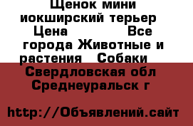 Щенок мини иокширский терьер › Цена ­ 10 000 - Все города Животные и растения » Собаки   . Свердловская обл.,Среднеуральск г.